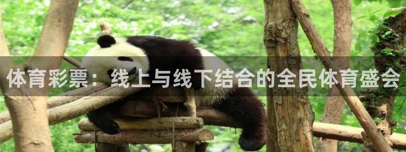 体育彩票：线上与线下结合的全民体育盛会