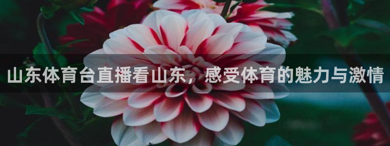山东体育台直播看山东，感受体育的魅力与激情