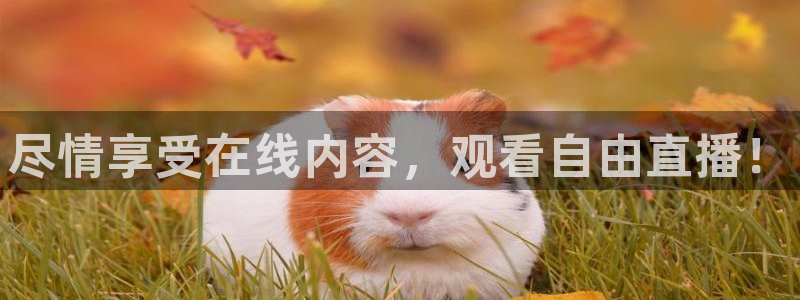尽情享受在线内容，观看自由直播！